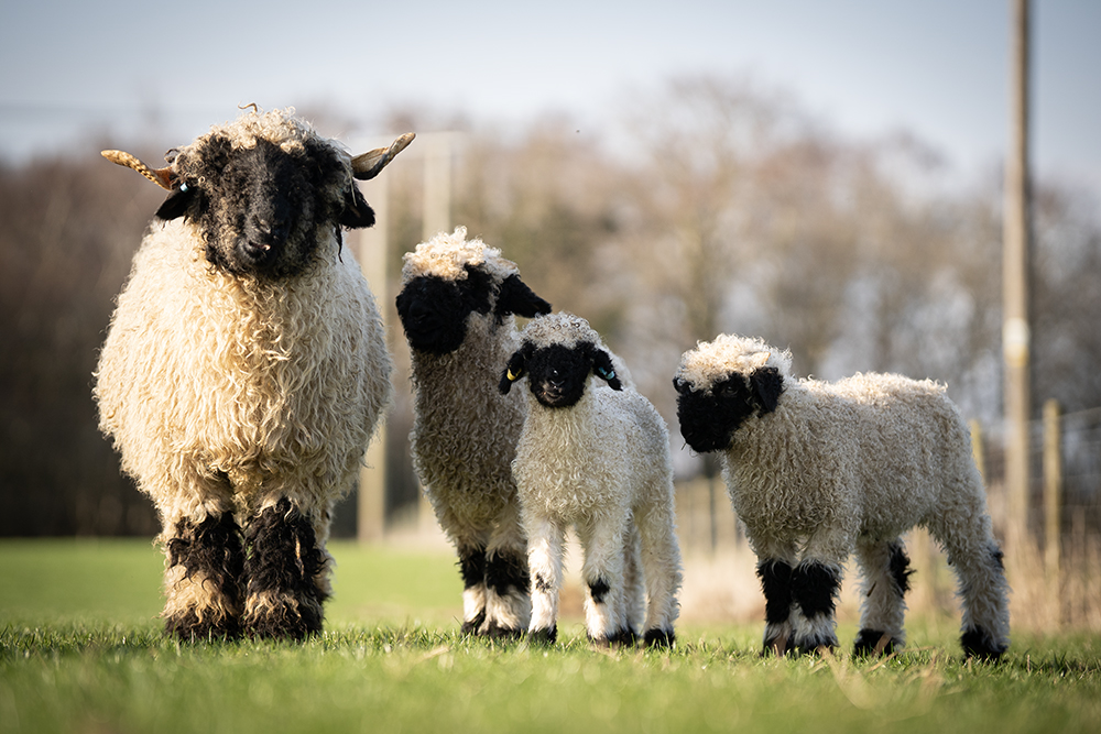 Family day out at Dalscone Farm