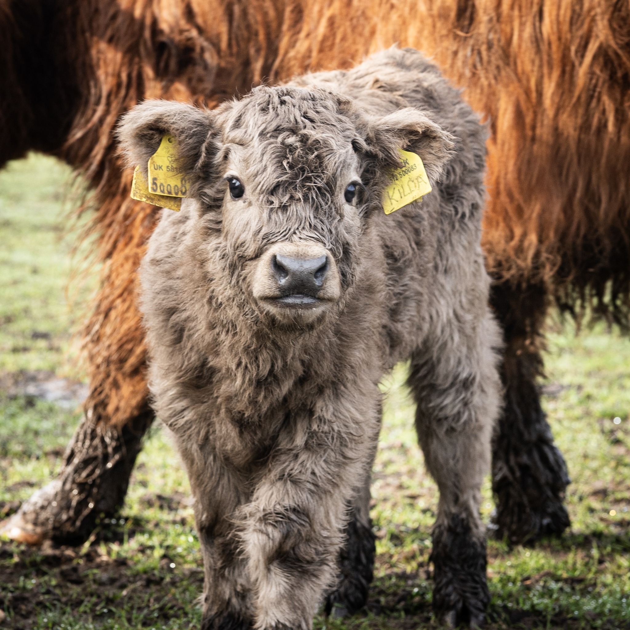 Animals and outdoor fun at Dalscone Farm