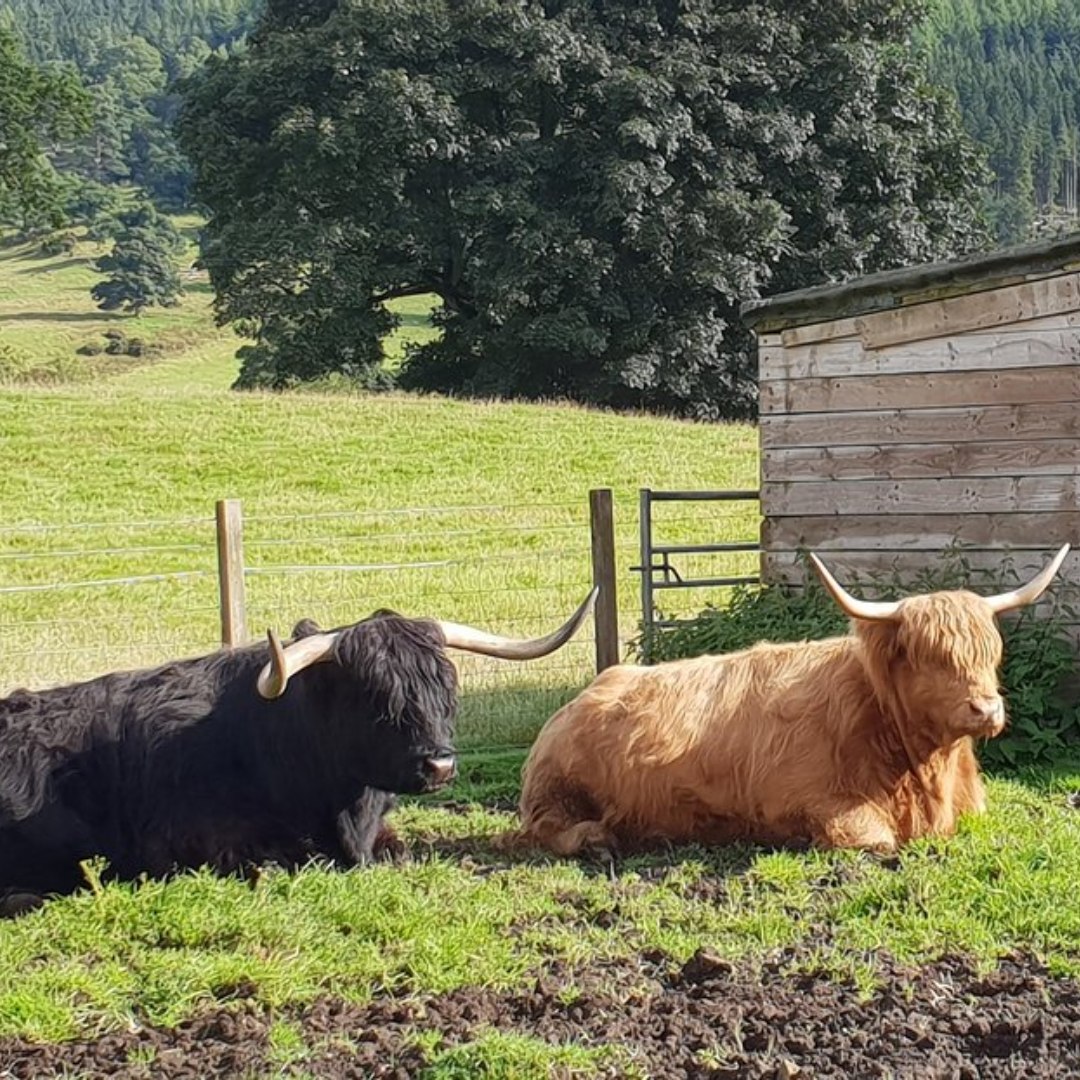 Highland cows in a Scottish countryside setting