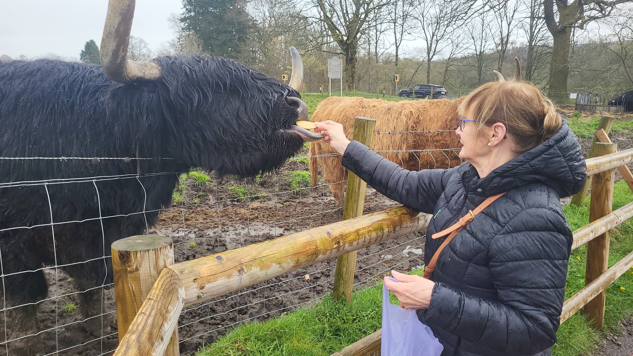 Highland cows at the Trossachs Woollen Mill in Kilmahog