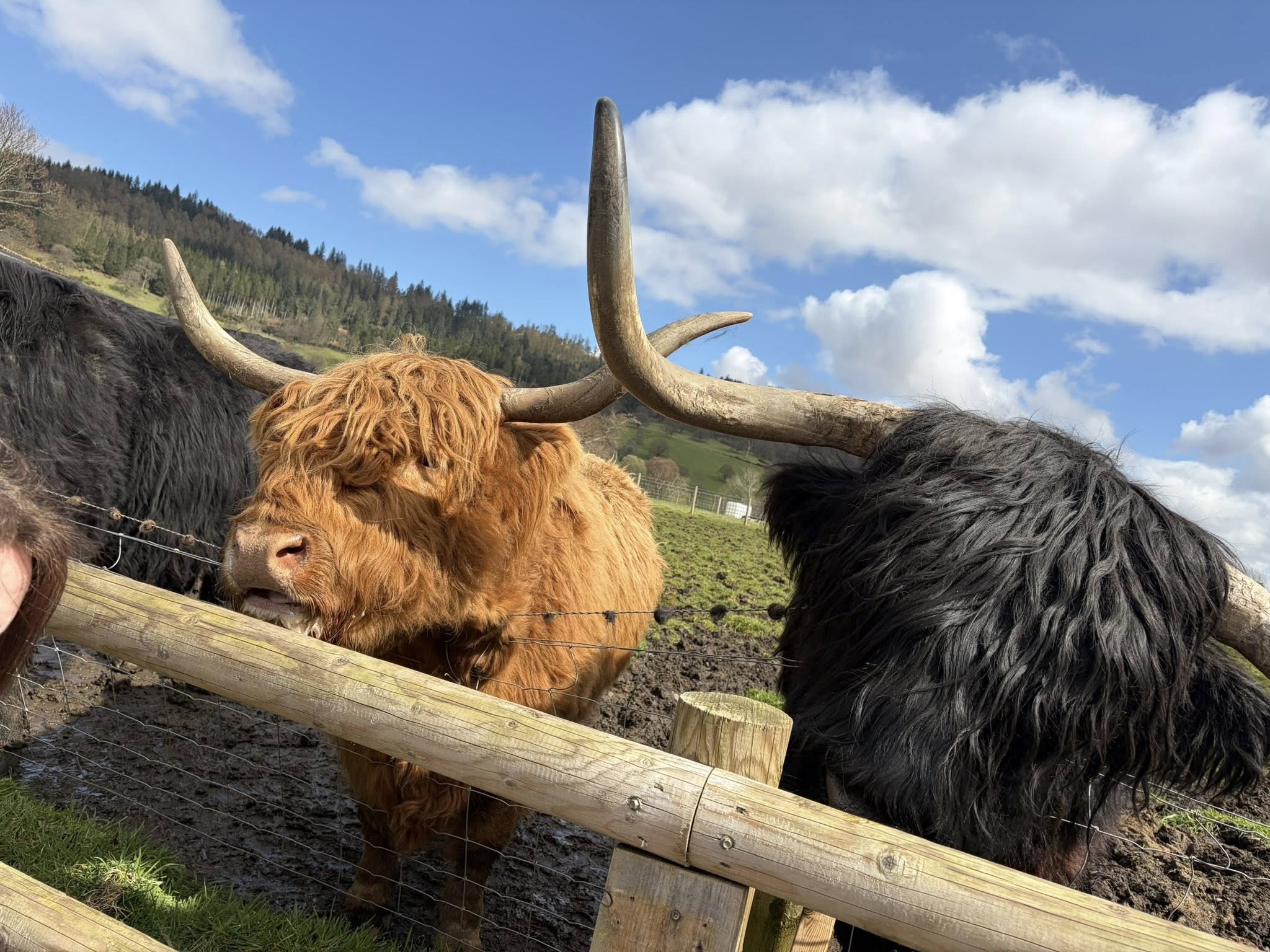 Highland cow photo stop at Kilmahog