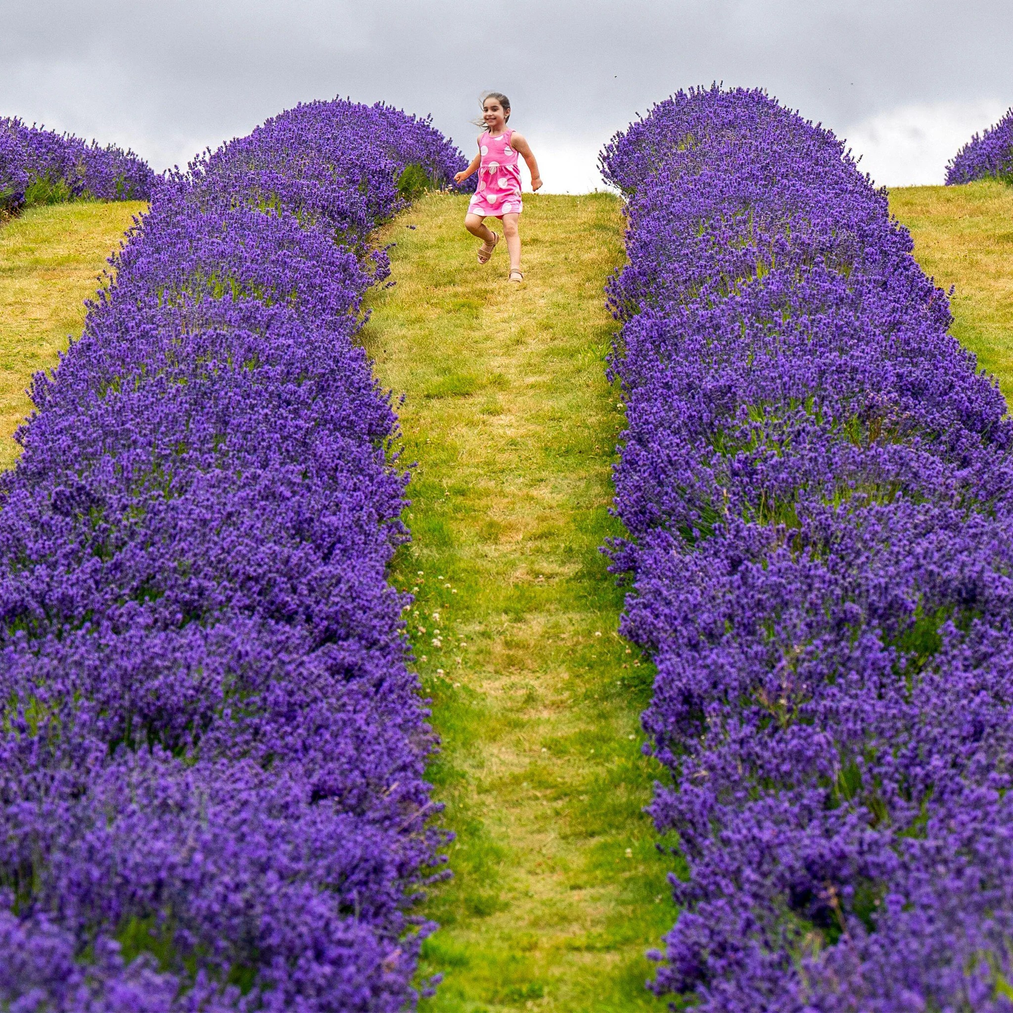 Lavender fields at Scottish Lavender Oils in Kinross