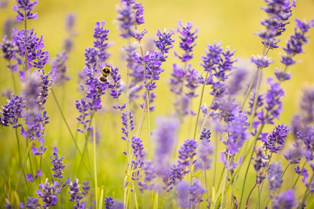 Rows of lavender at Scottish Lavender Oils