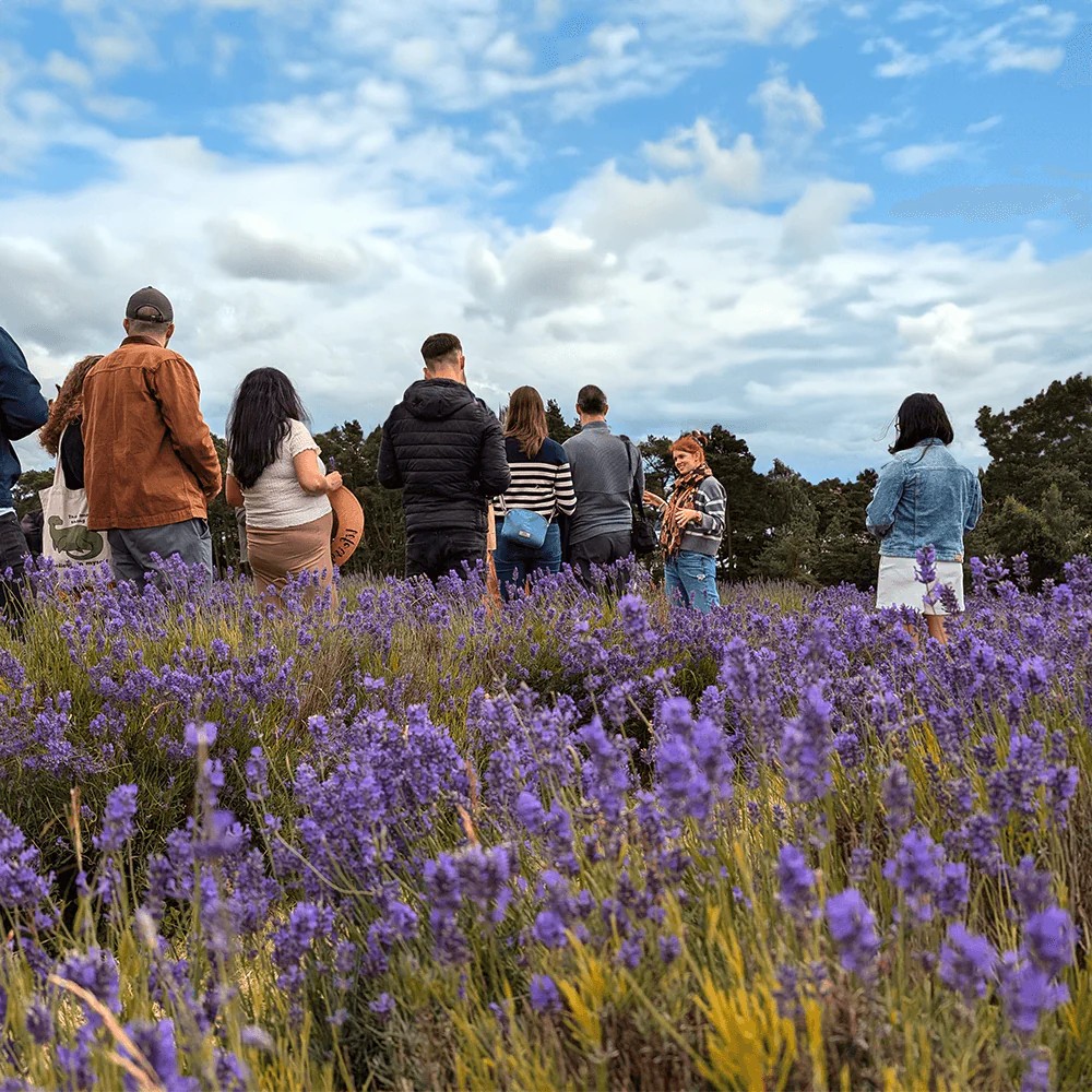 Guided tour at Scottish Lavender Oils