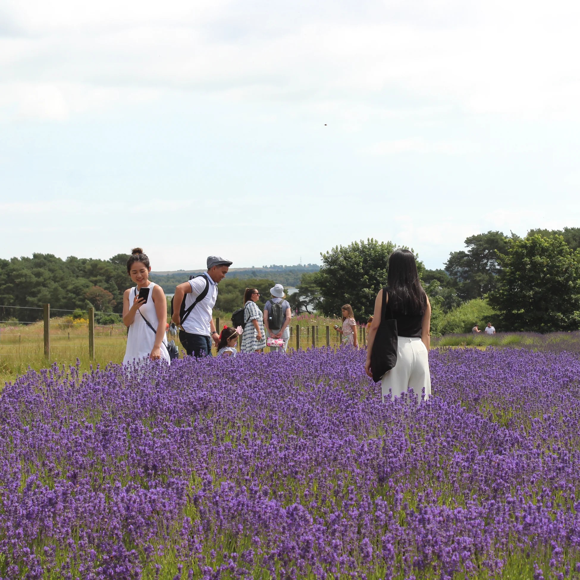 Scottish lavender farm scenery