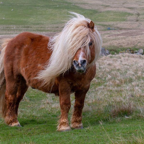 A Shetland pony with a flowing pale mane